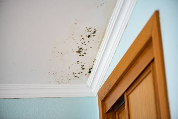 Best Toxic Mold Removal  in Greenwich, OH